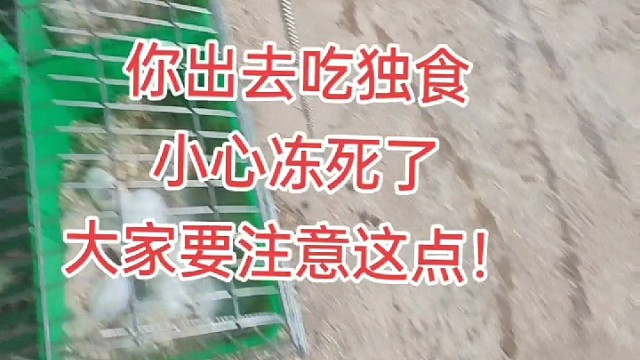 小兔子怎么喂奶，它自己偷奶去了