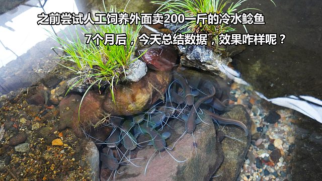 之前尝试养外面卖200一斤的冷水鲶鱼，7个月后，总结的数据喜人