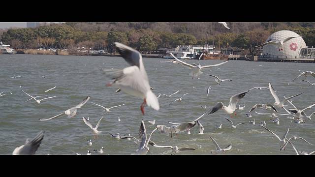 海鸥不再眷恋大海