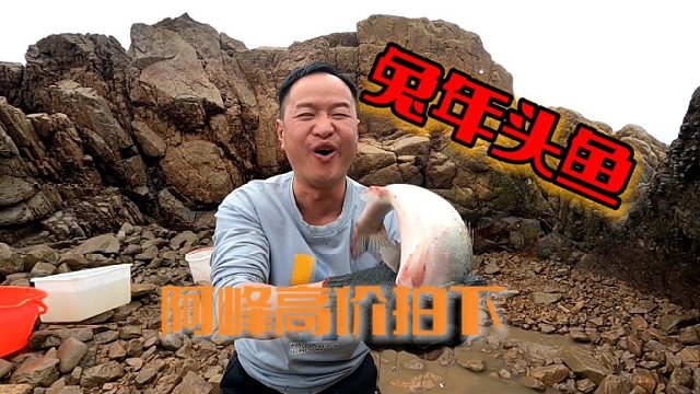 小明刚下水就抓到大鱼，大伙争相拍到兔年头鱼，最终被阿峰高价拿下