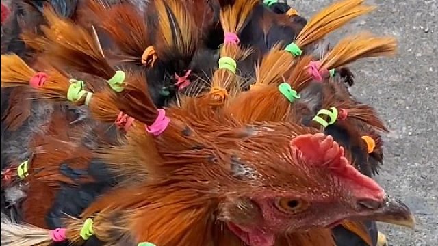 今天没事干好无聊呀啊……，给我家的鸡做个发型