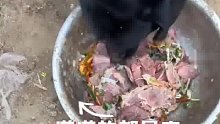 男子给狗狗喂饭，没想到是一大盆肉