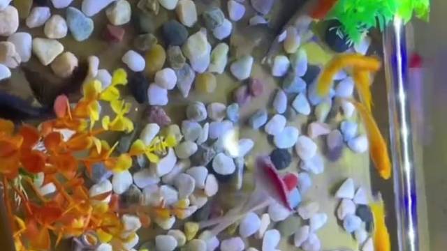 老板说一条8块钱，我说能不能按斤卖，我哪里错了？