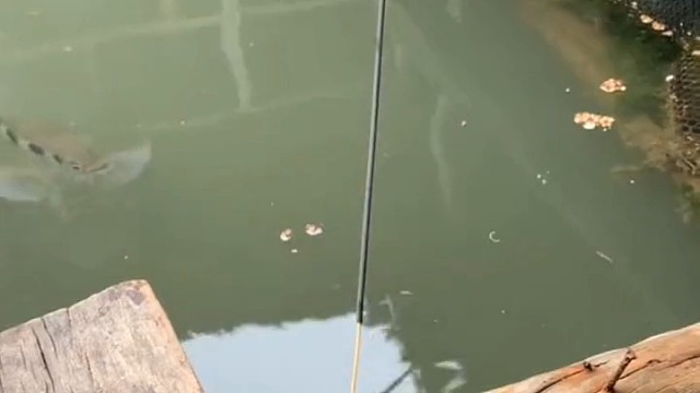 见过会瞄准发射的鱼吗这鱼叫什么