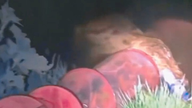 夜钓遇到鳄鱼怎么办，鳄鱼也是鱼啊，换成我直接一条爆护