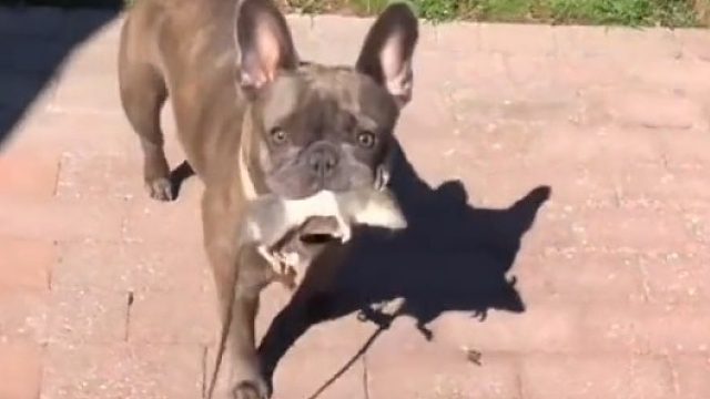 小姐姐养的精致狗狗，出差寄养男友家，回来再见望而却步