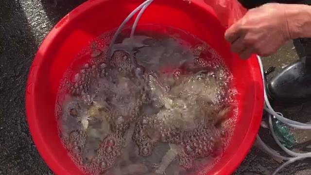 心情复杂去赶海