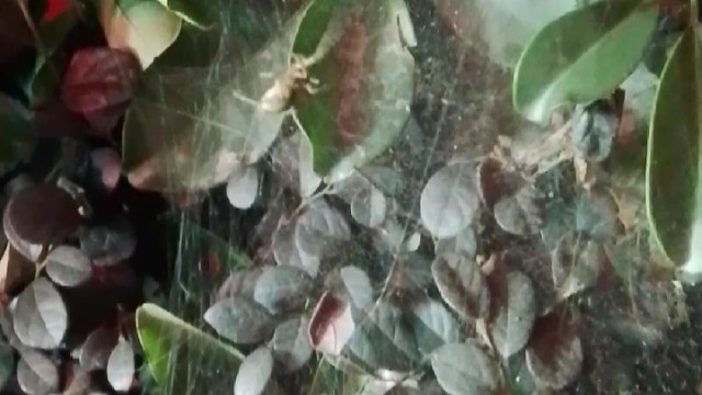 成都这边的蜘蛛好大呦