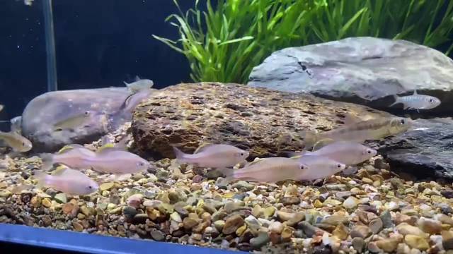 小鱼们快快长大