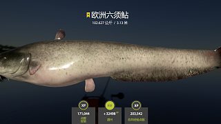 人困豬瘟，凌晨偷偷上星。