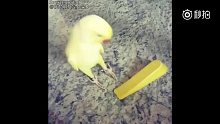 一位主人说，自家的戏精鹦鹉