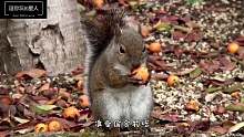 主人在杆子上抹润滑油为防止松鼠偷吃，执着的松鼠被气坏了