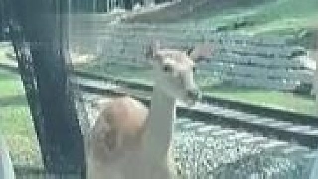 女子下车喂鹿被踢，动物园回应：被踢和自身素质有关