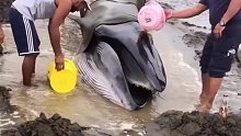 一条鲸鱼不幸搁浅在沙滩上，附近的游客纷纷过来帮忙