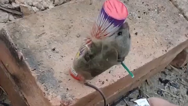 穿天鼠，烤红鼠