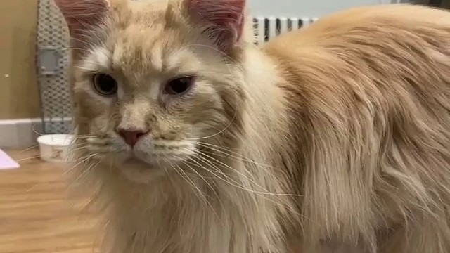 世界上最大的猫咪
住院了