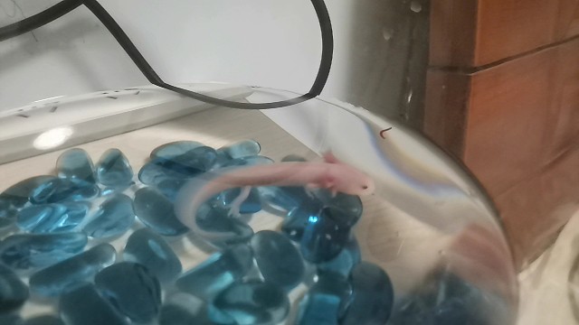 我们家小笨蛋有点挑食