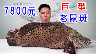 魚(yú)王來(lái)了，全網(wǎng)最大巨型老鼠斑，可遇不可求，極品啊