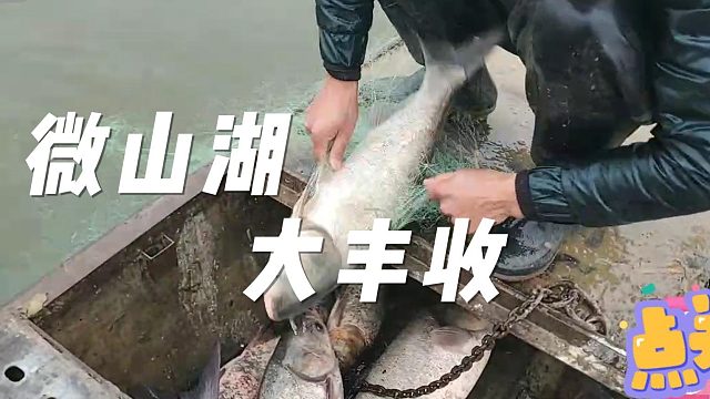 鱼鹰配粘网 无敌