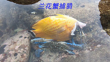 退潮后珊瑚中的螃蟹都开始出来捕猎了