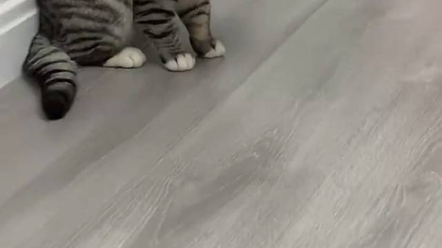 小猫咪的迷惑行为