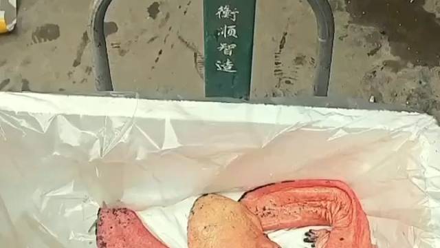 最豪横爬宠唯美原生态