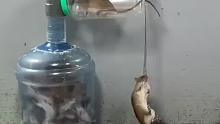 老鼠踩踏事件