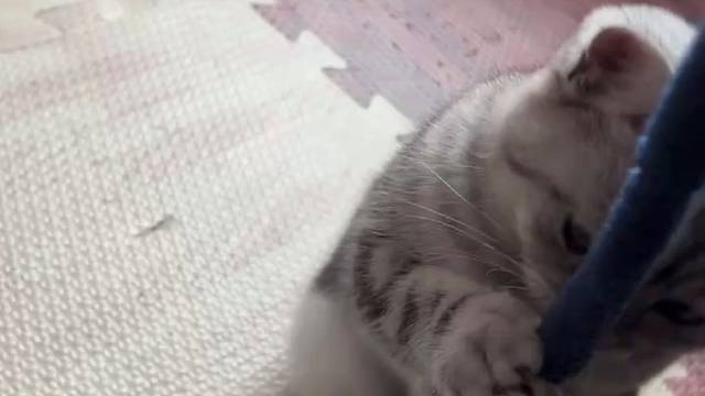 可爱小抓抓心都萌化了