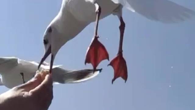 一起去看海鸥，一起去看海