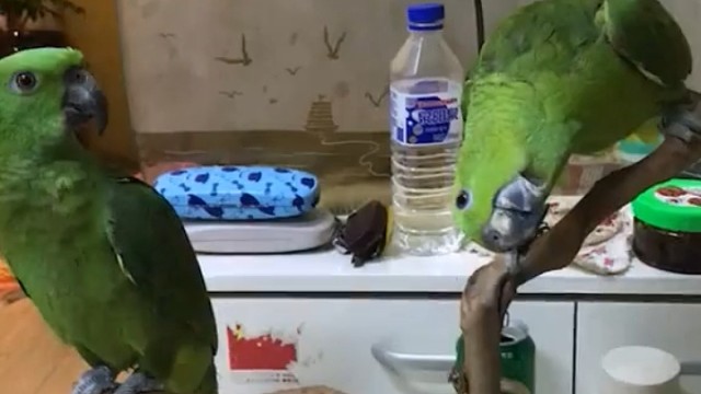 能把歌唱得这么动听的鹦鹉不多