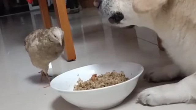 ：警告你一次！警告你二次！警告你三次！
鹌鹑：:风太大！听不见