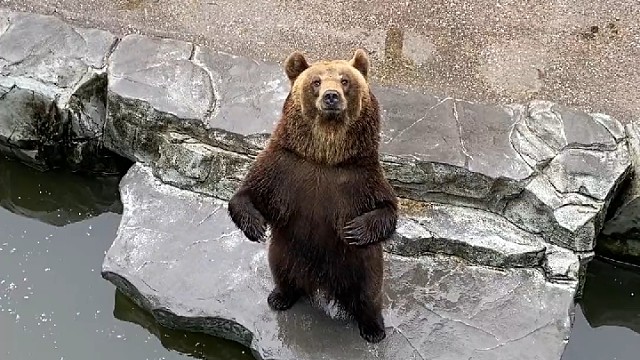 狗熊:这一口苹果的能量没有我转两圈消耗的多！