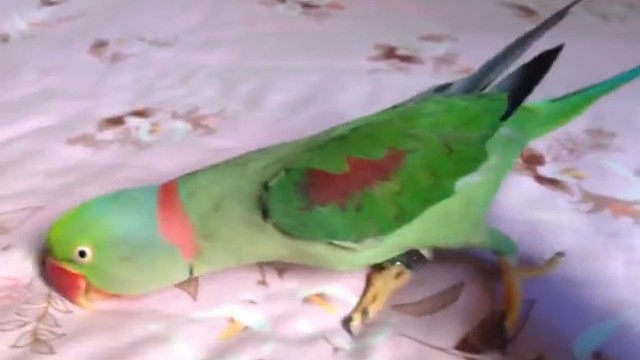 这跟斗翻得萌呆了