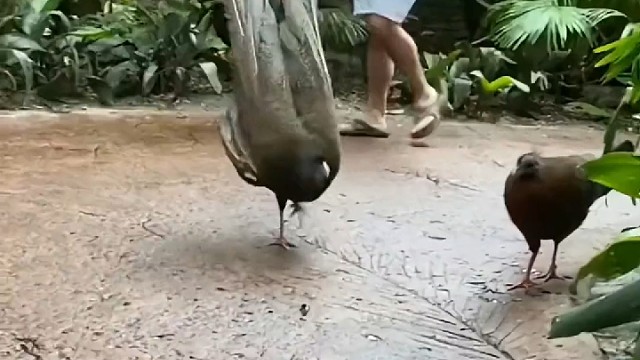 “看我美吗？看我美吗？”