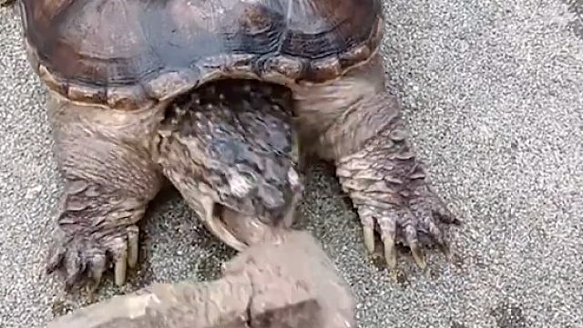 男子将铁锤放到鳄龟面前，没想鳄龟咬完又松口，鳄龟扭头去挂了牙科号