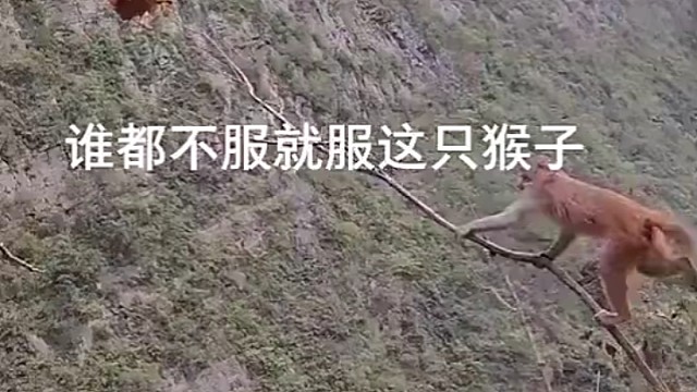 谁都不服就服这只猴子
