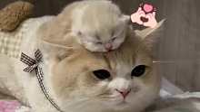 小奶猫趴在爸爸头上，好安逸的感觉
