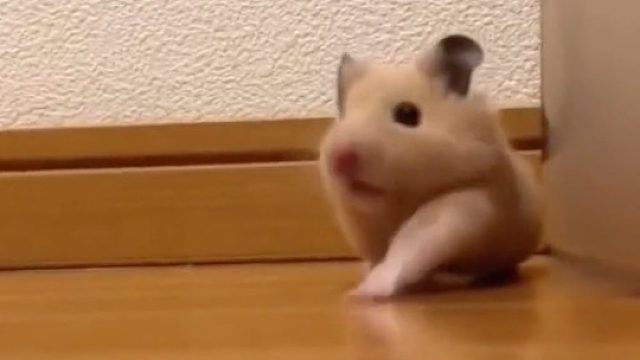 “鼠鼠我呀～要掉下去咯”