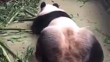 突然想养熊猫，好逗啊！
