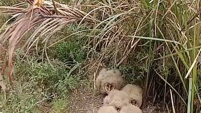 发现5只大沙雕[沙雕][沙雕][沙雕][沙雕]