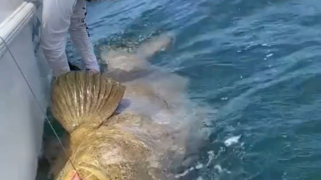 用小的钓大的，用大的钓更大的…以此内推是不是可以钓到哥斯拉？