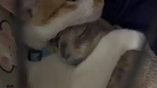 猫咪每次出门土拨鼠都难舍难分，晚上还要抱在一起睡觉，“没有你我该怎么活啊”