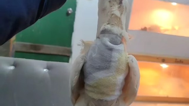 你喜欢吃烧鸡还是乳鸽