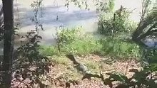 鳄鱼捕杀狗狗