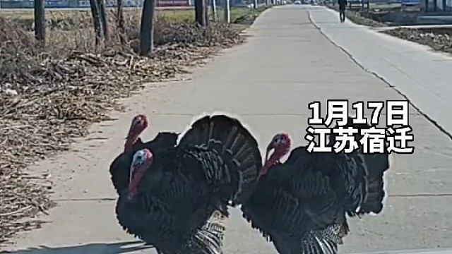 男子驾车遇3只火鸡拦路，摁响喇叭发现火鸡有趣互动