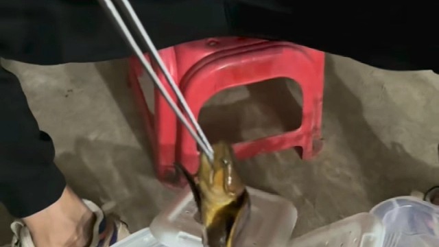 永春县鹰嘴龟养殖场