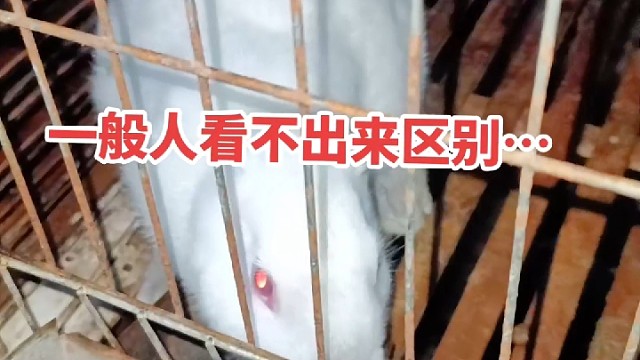 生出来的时候就被母兔把耳朵给吃掉了…