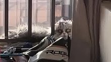 网友分享自家猫咪，觉得它像鬼。