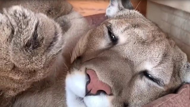 从此它的生命中有了光