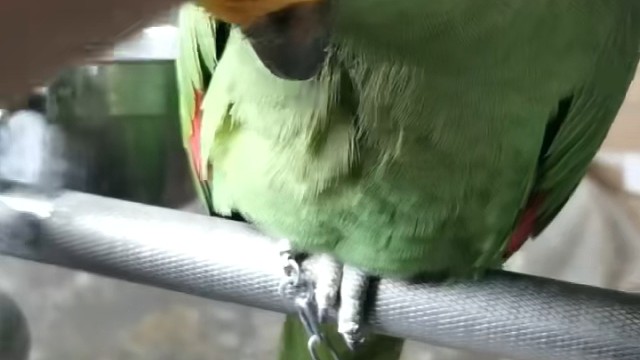 小鸟也是通人性的